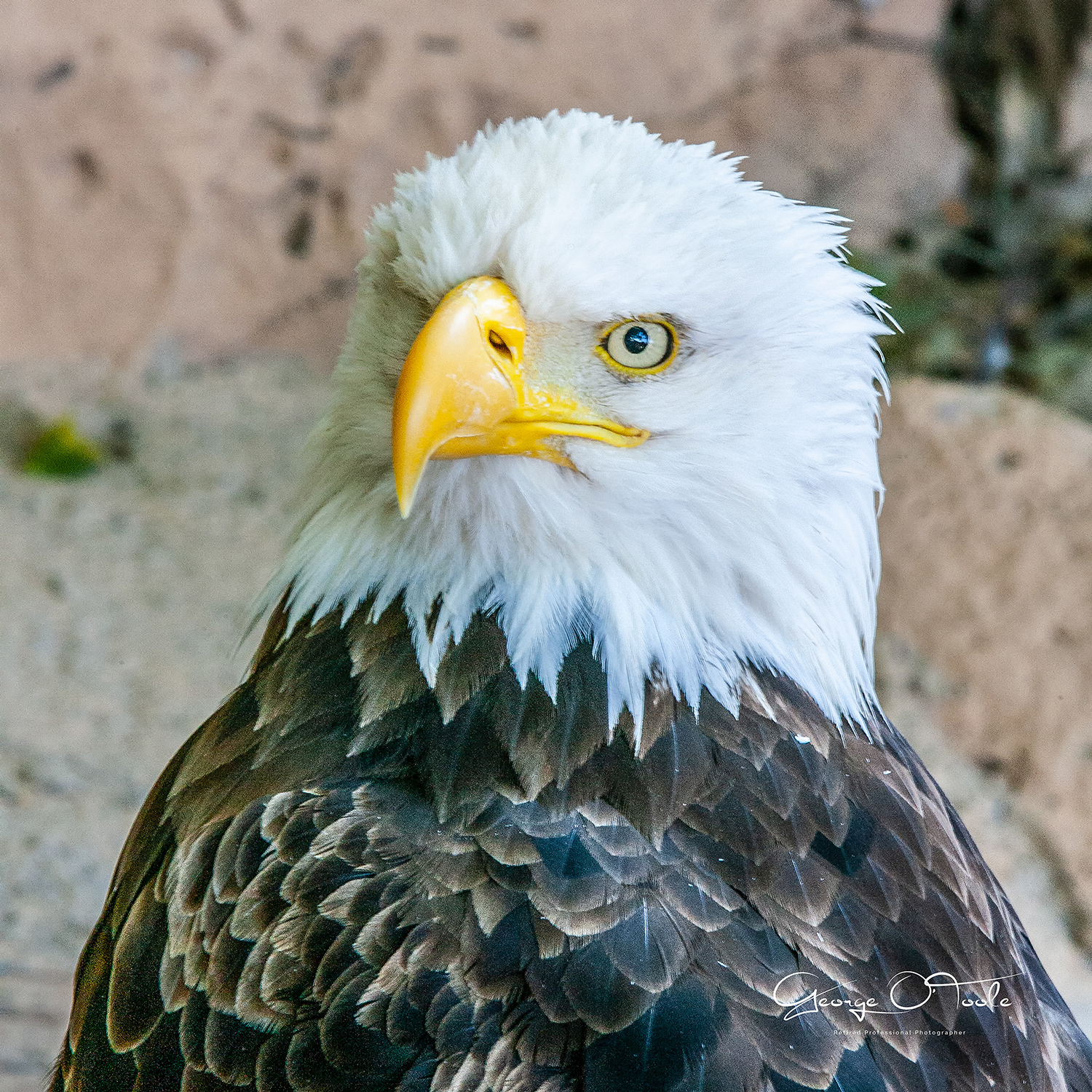 Bald Eagle Las Aguilas Jungle Park Los Cristianos Tenerife