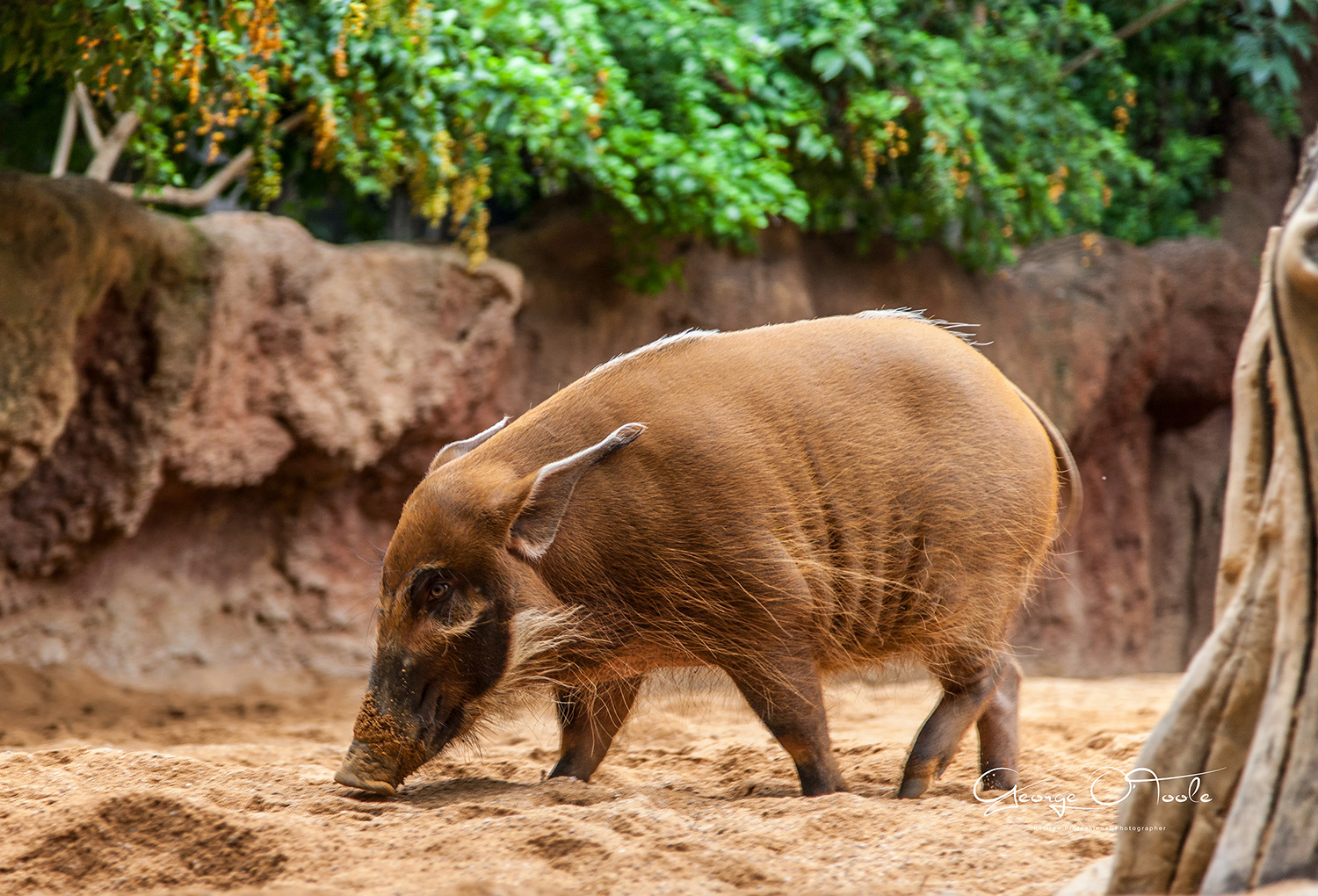 Red Marshmallow Bioparc Fuengirola Spain