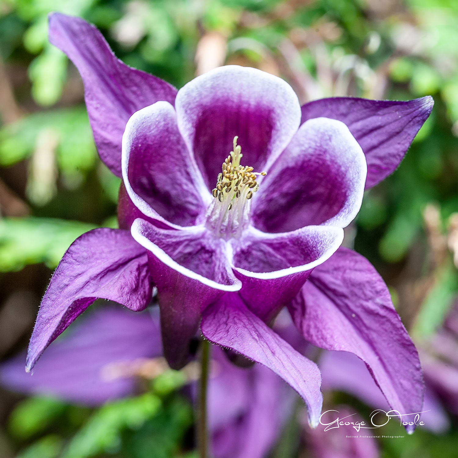 Aquilegia granny's bonnet columbine