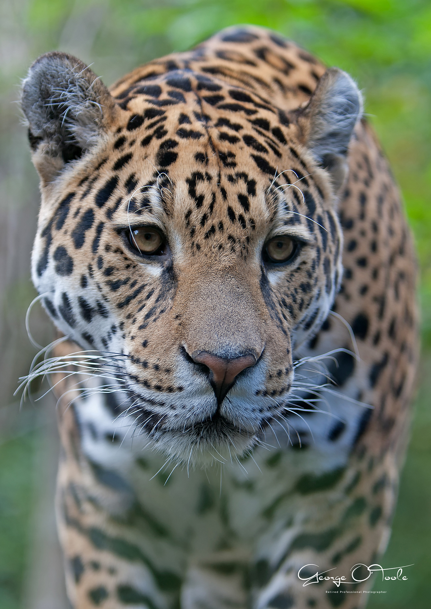 Jaguar Edinburgh Zoo