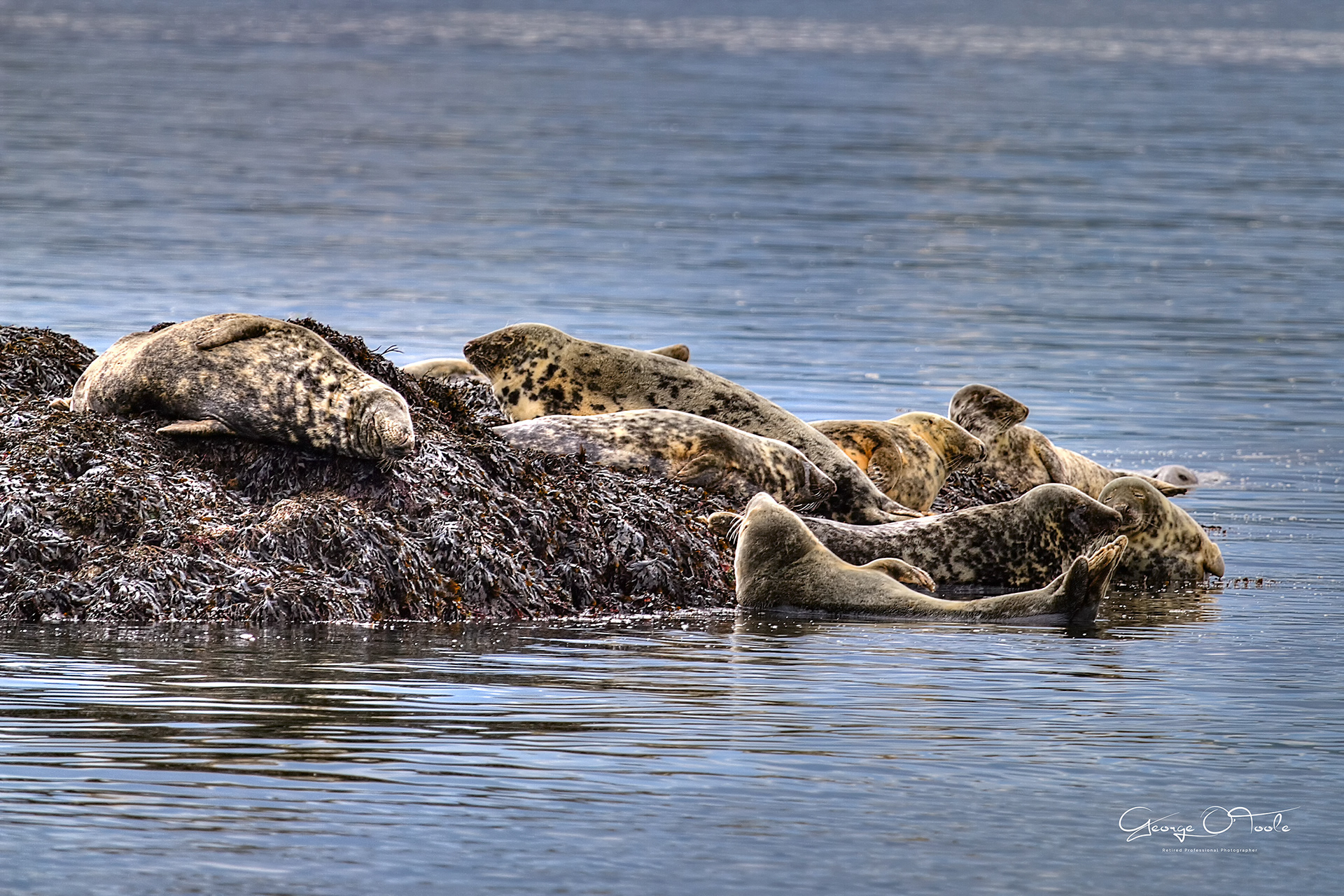 Seals in the Forth.