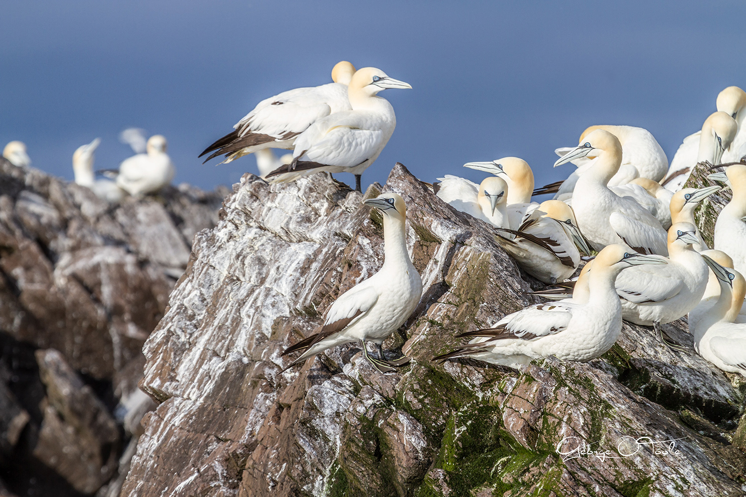Bass Rock Gannet Bass Rock East Lothian