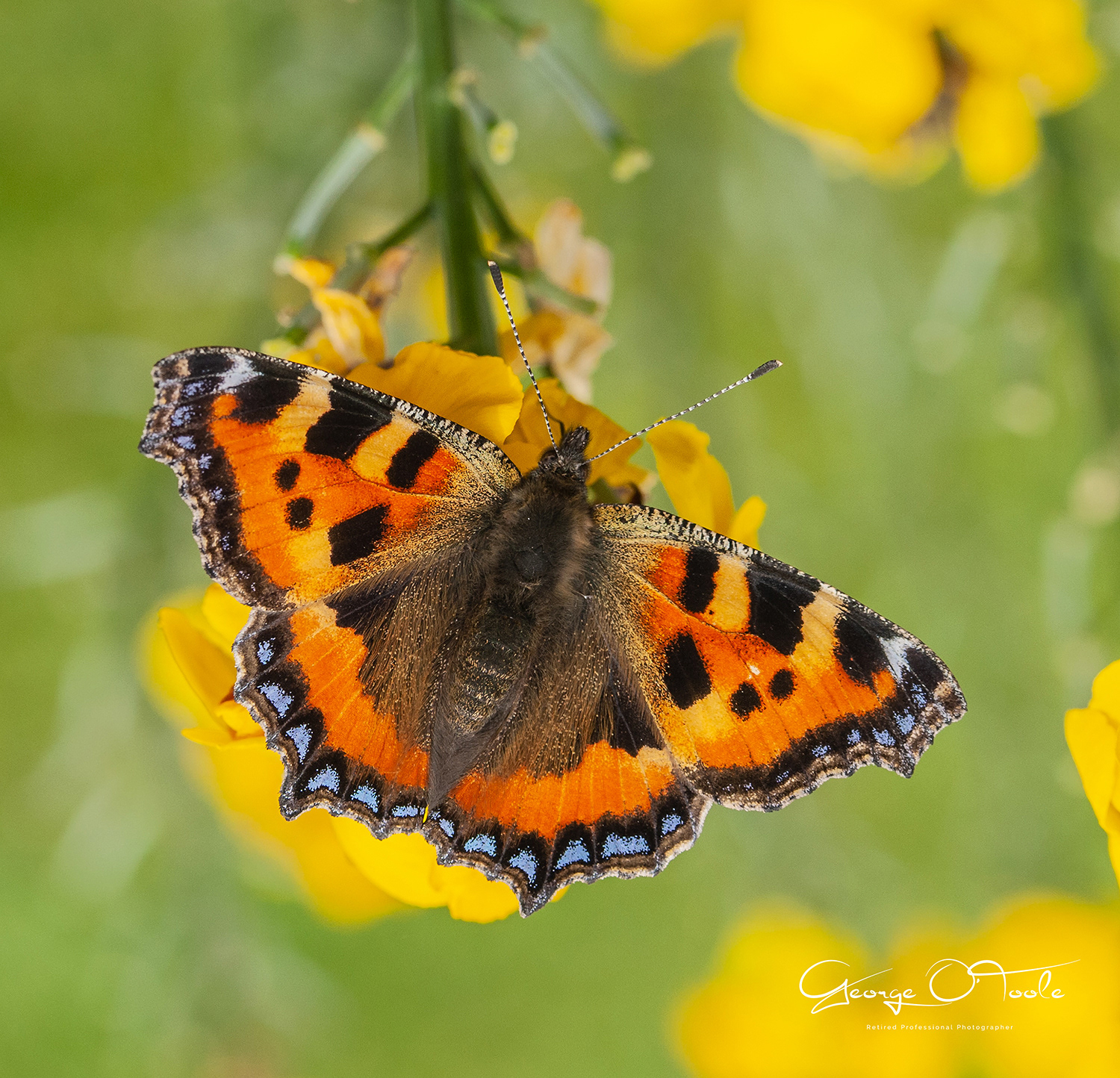 Small Tortoiseshell Butterfly