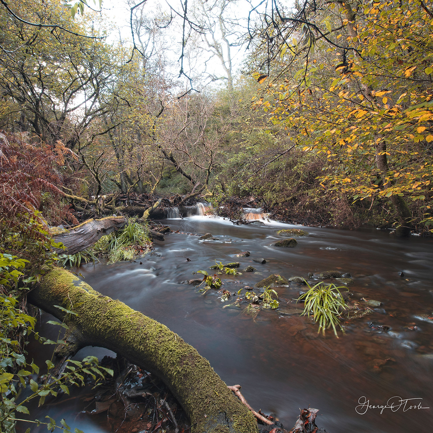 Murieston Water Almondvale & Calderwood Country Park 