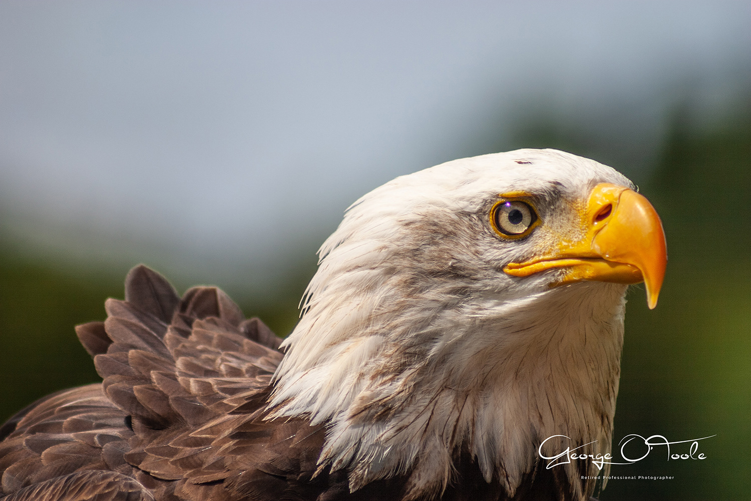 Bald Eagle Perthshire Falconry Services Braco