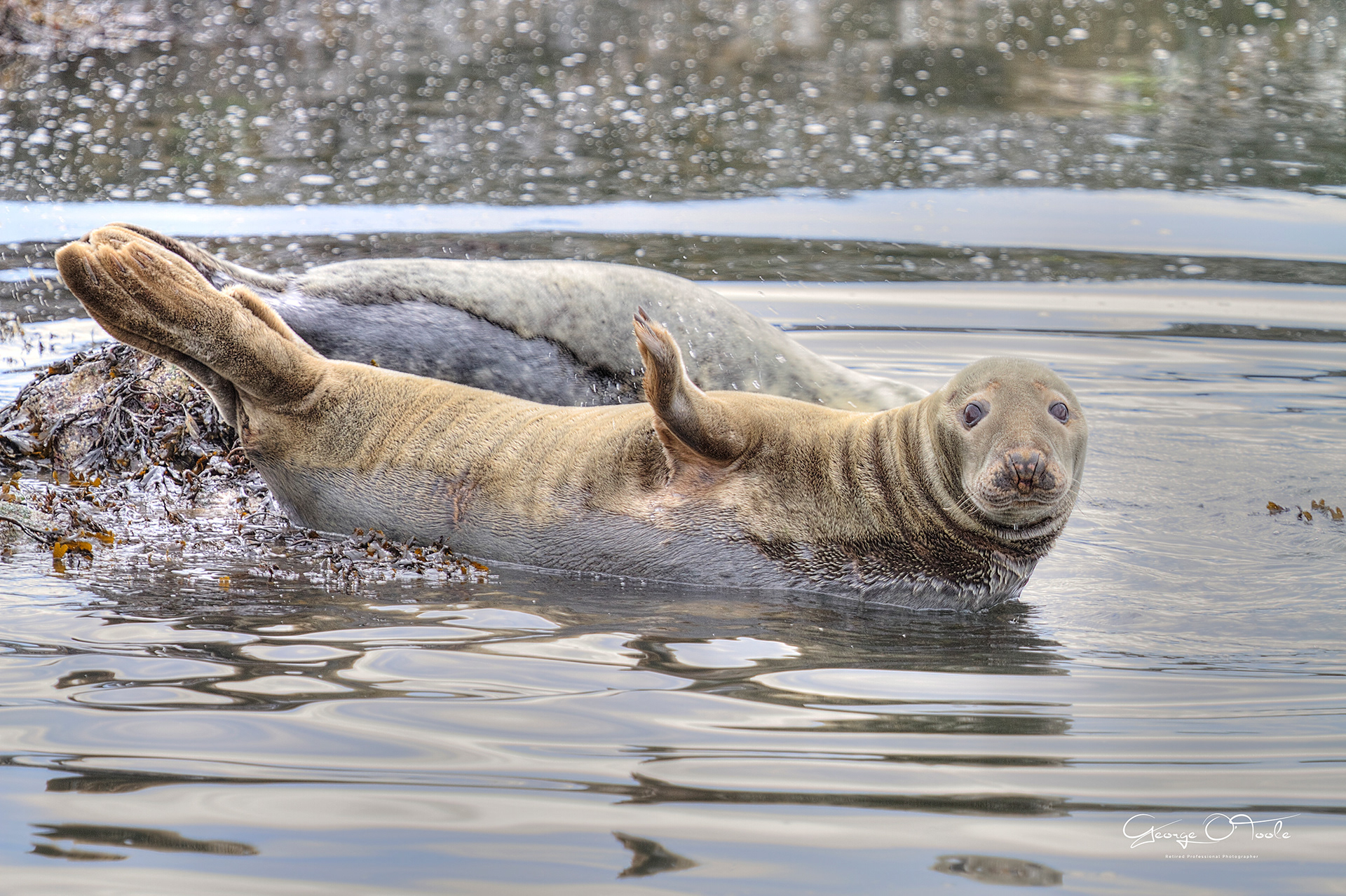 Seals in the Forth.