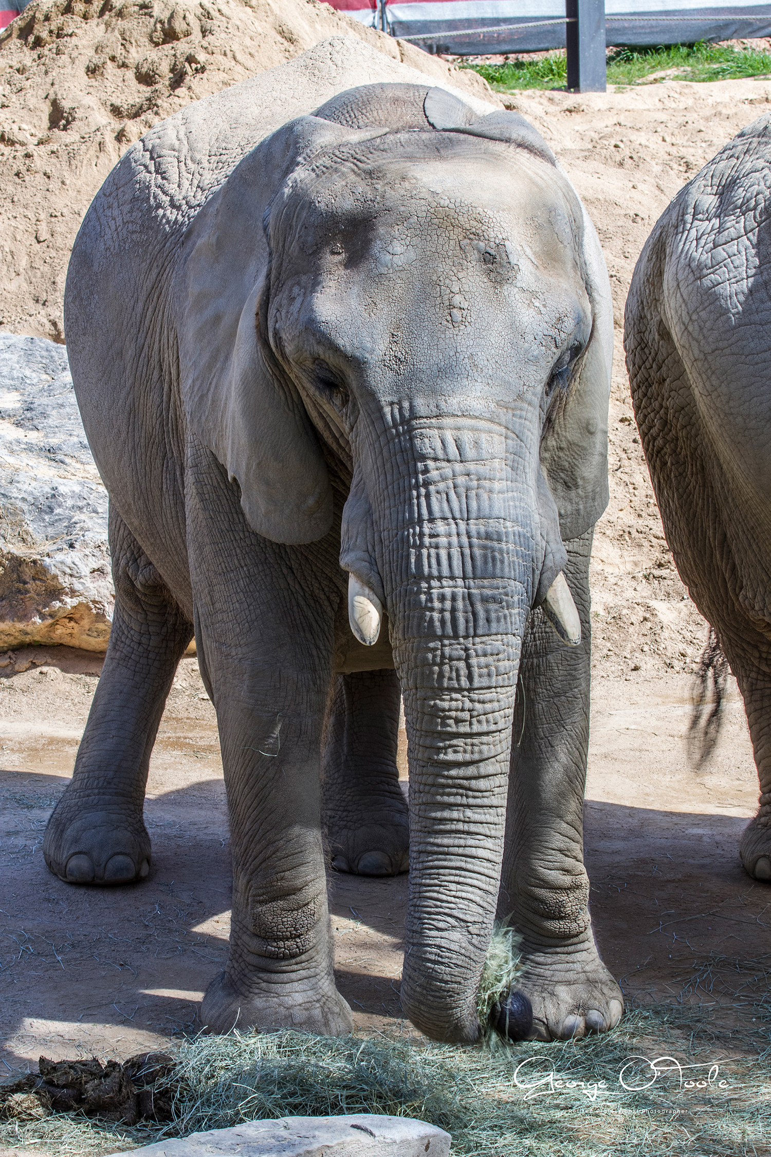 African Elephant at Barcelona Zoo