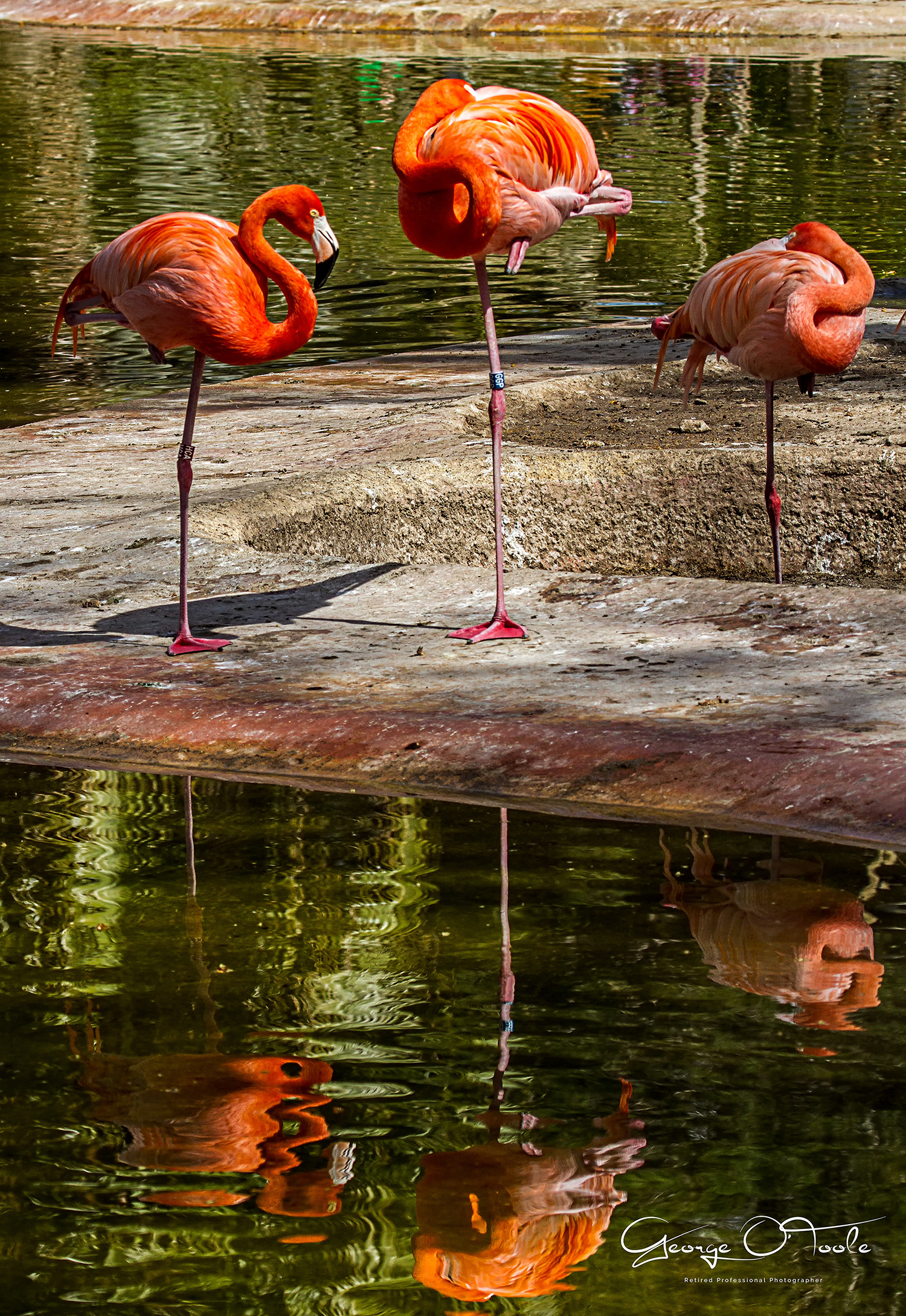 Flamingo at Barcelona Zoo