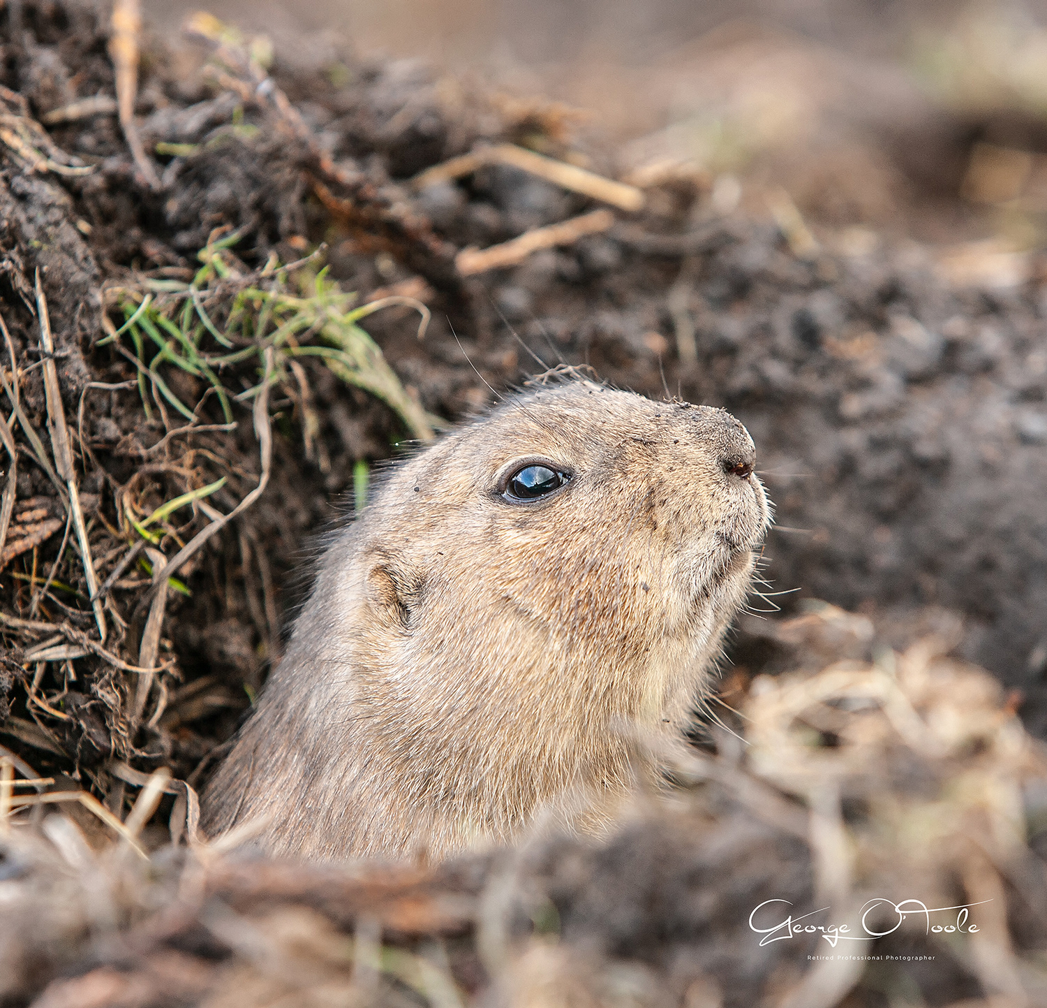 Ground squirrel Five Sisters Zoo