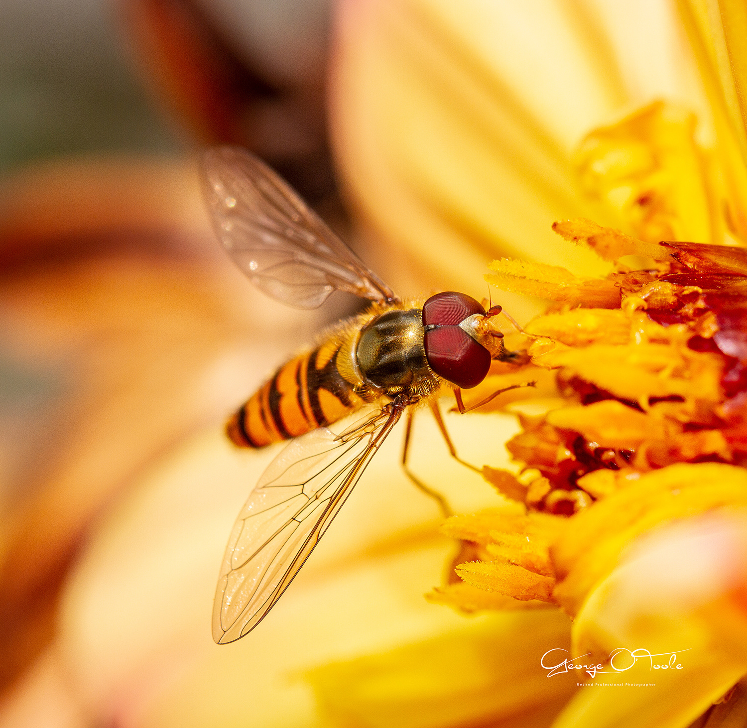 Hoverfly