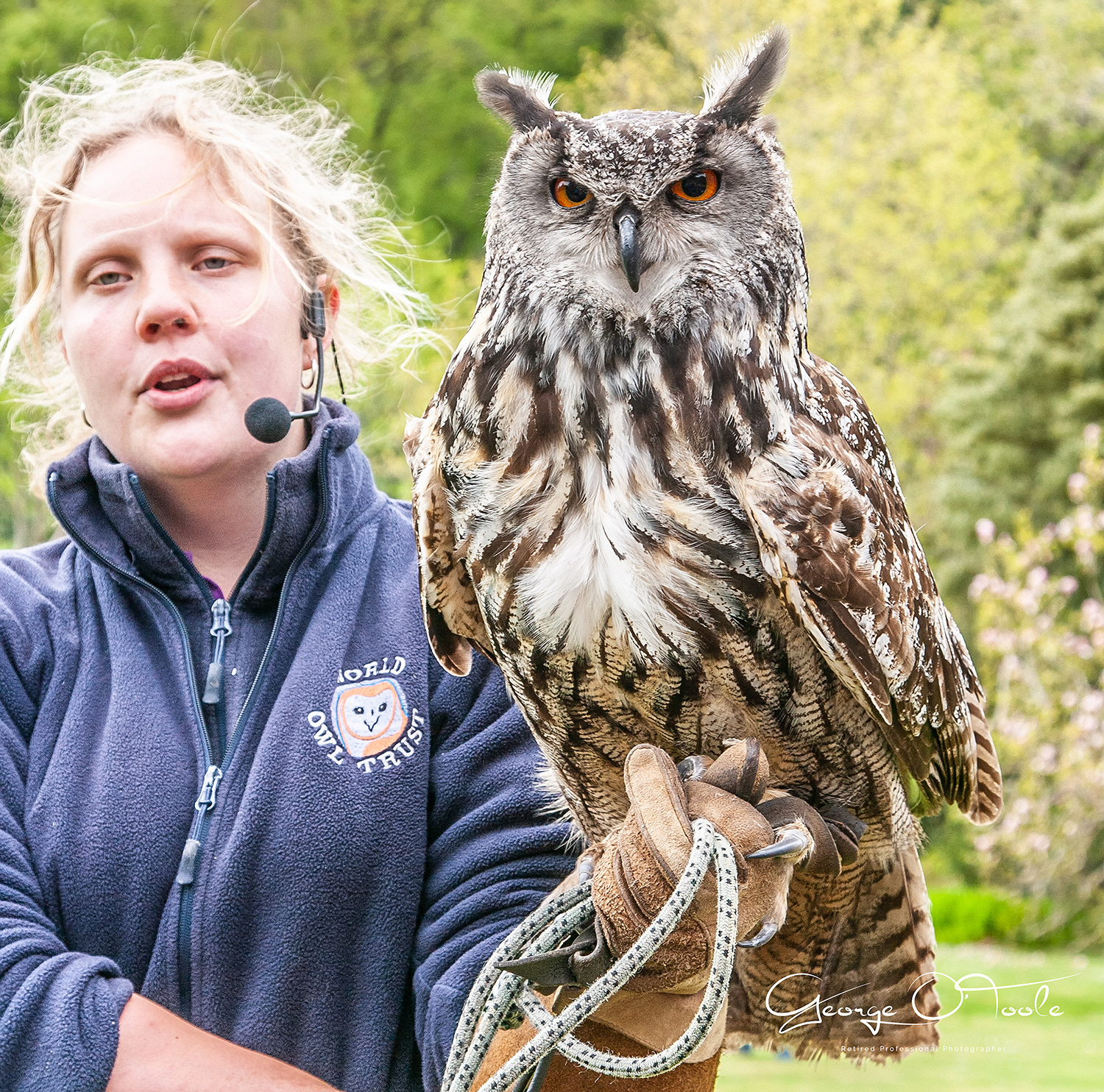 Eagle Owl Muncaster Owl Centre
