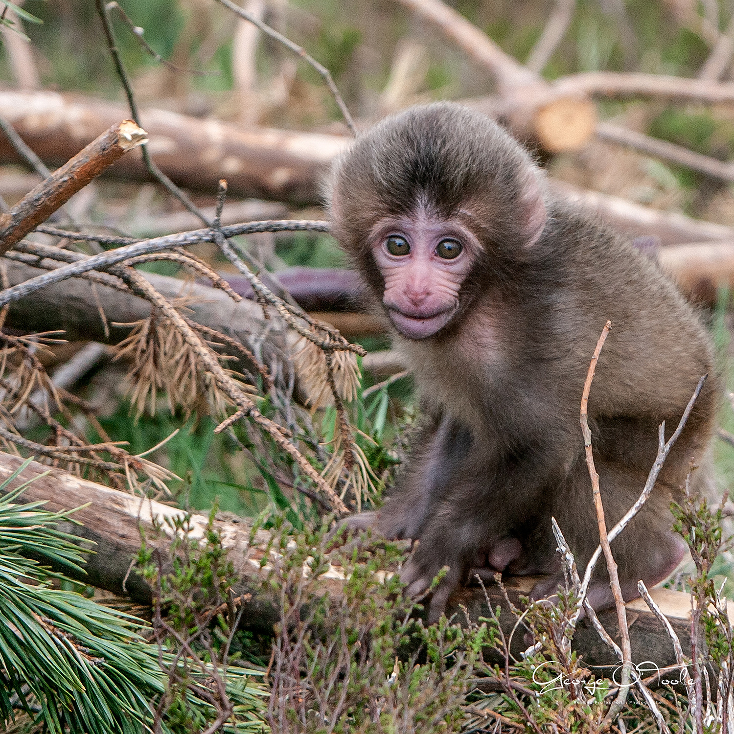 Japanese Macaque Highland Wildlife Park