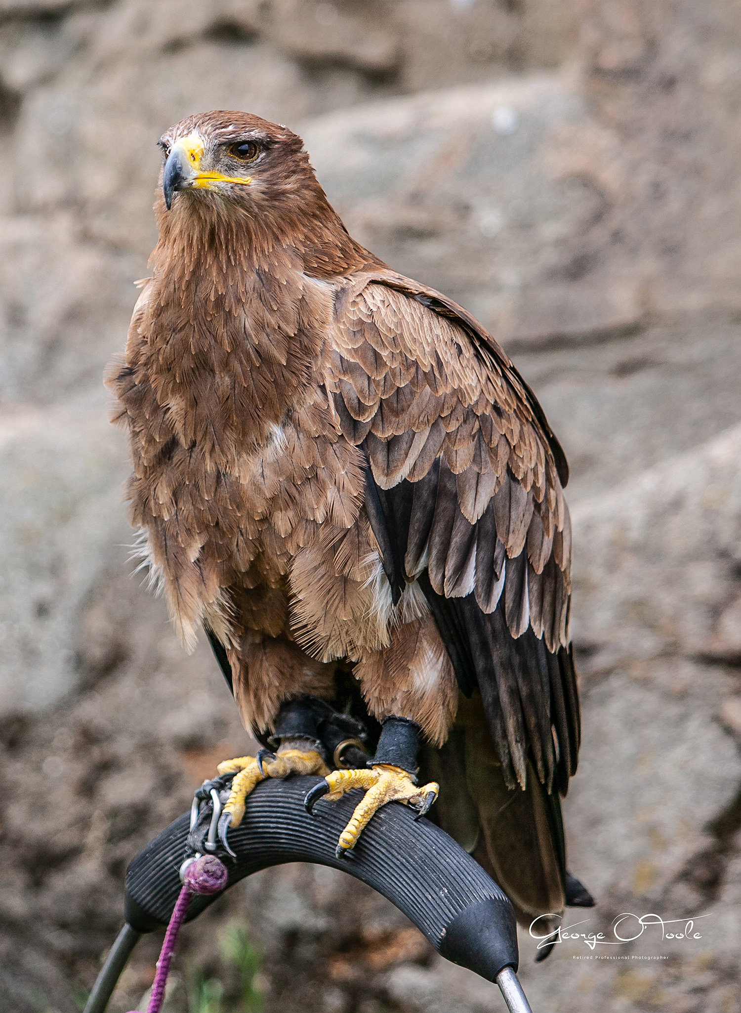 Harris Hawk at Blackness Castle