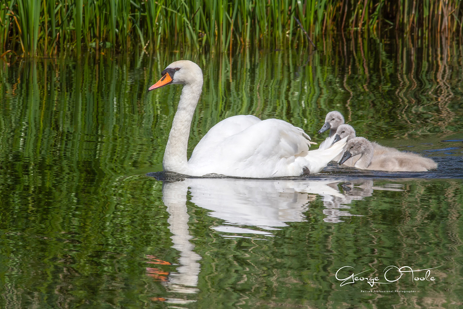 Swan on Linlithgow Lock