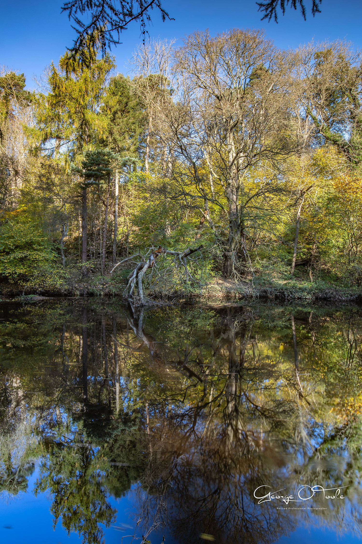 River Almond Almondvale & Calderwood Country Park 