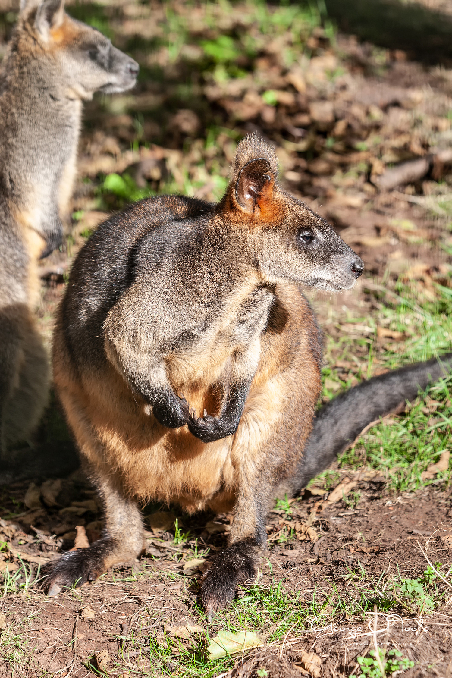 Swamp Wallaby Edinburgh Zoo