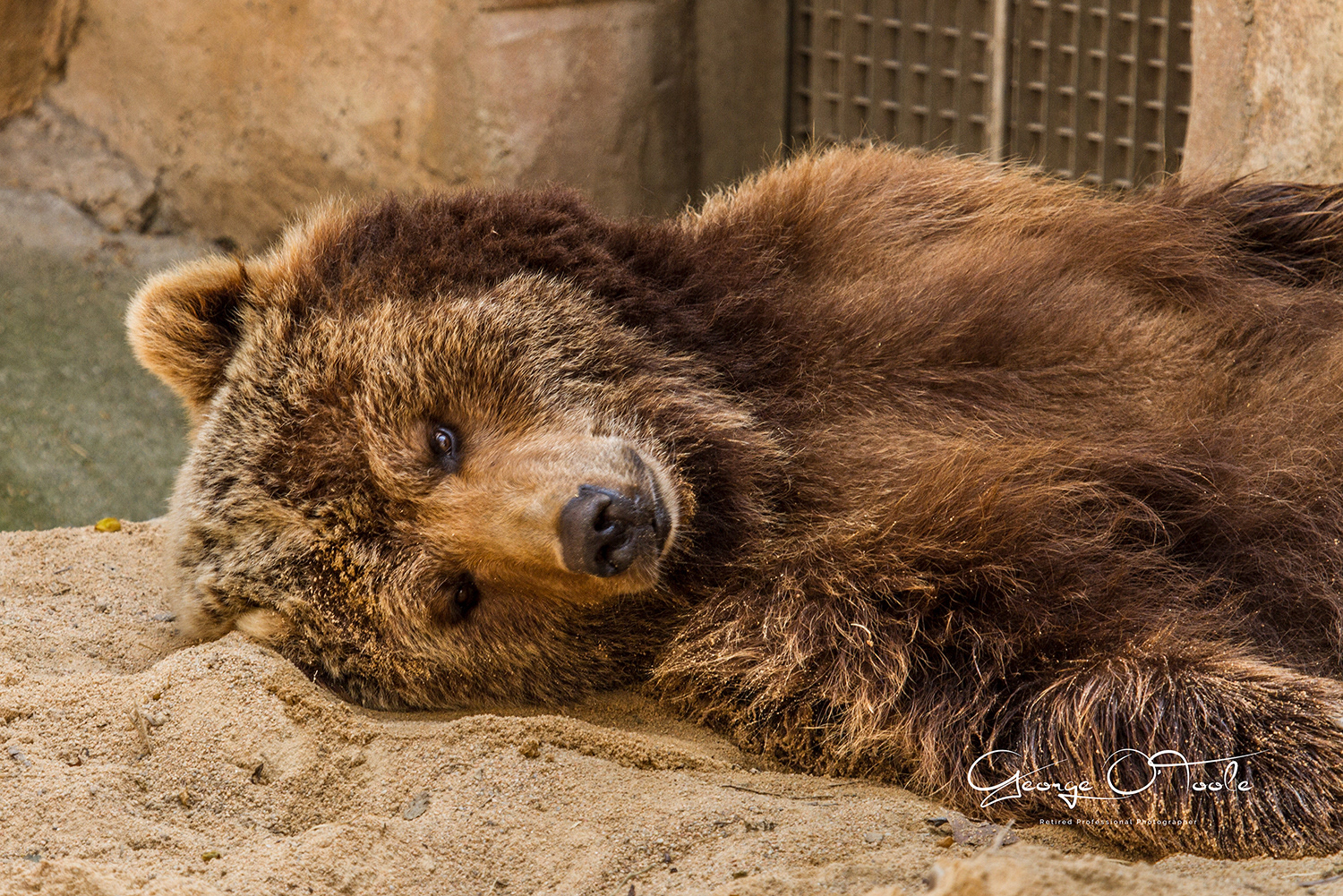 Brown Bear at Barcelona Zoo