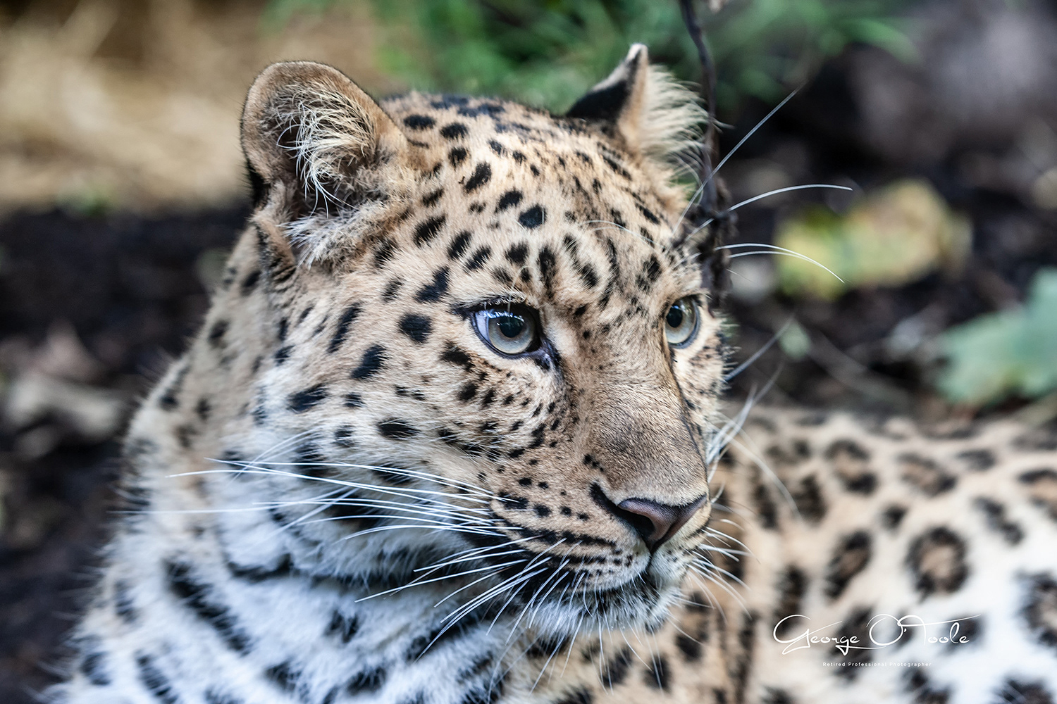 Snow Leopard Edinburgh Zoo