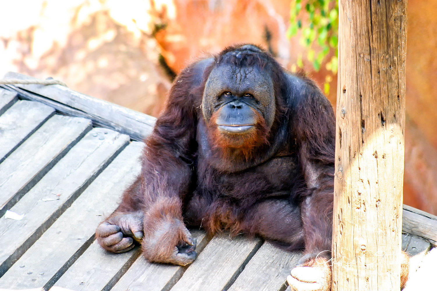 Orangutan Las-Aguilas Jungle Park Los Cristianos Tenerife