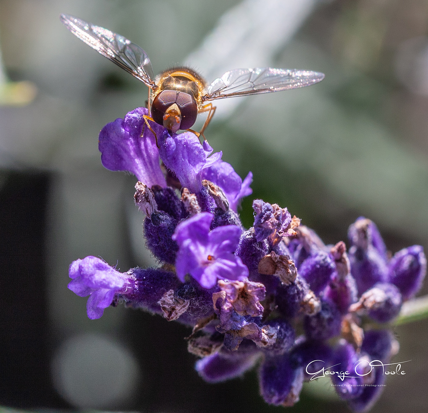 Hoverfly