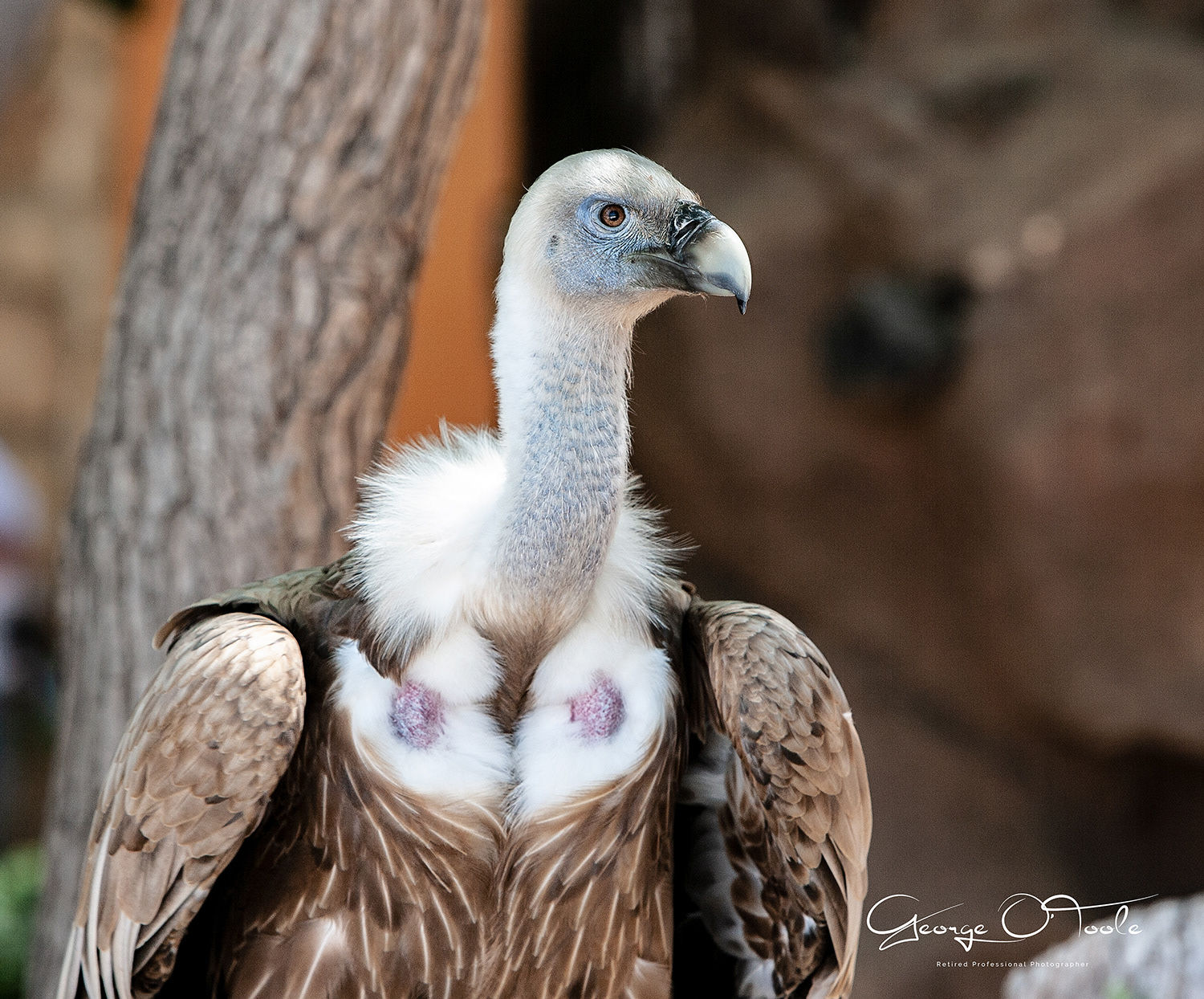 Ruppells Vulture Las-Aguilas Jungle Park Los Cristianos