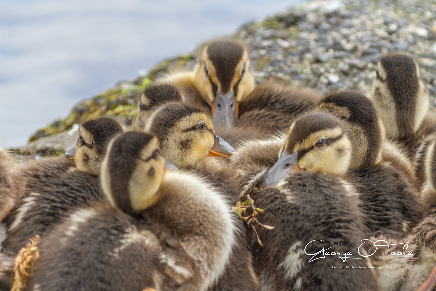 Ducklings Linlithgow Loch