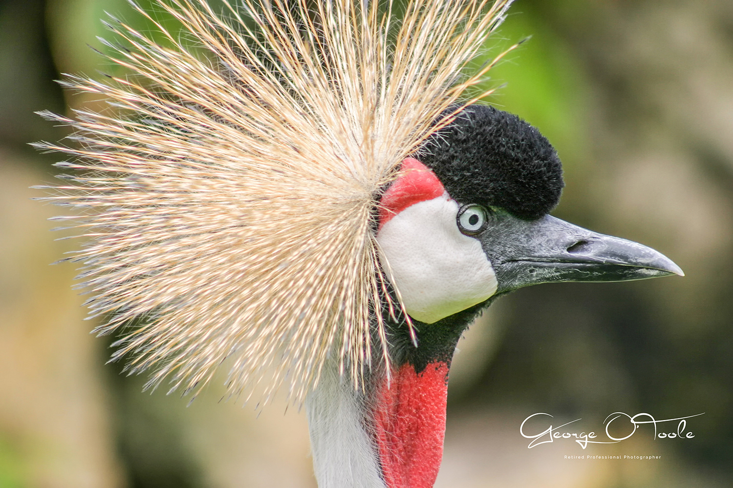 Black crowned crane Las Aguilas Jungle Park Los Cristianos- Tenerife.