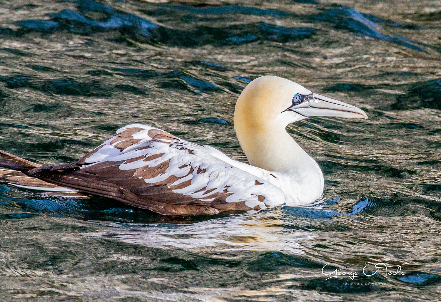 Bass Rock Gannet Bass Rock East Lothian
