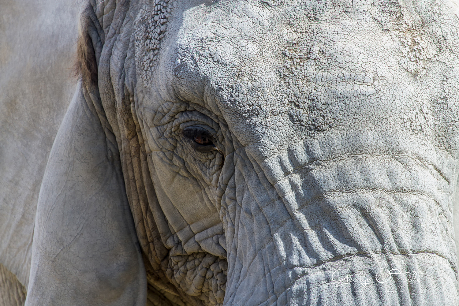 African Elephant at Barcelona Zoo
