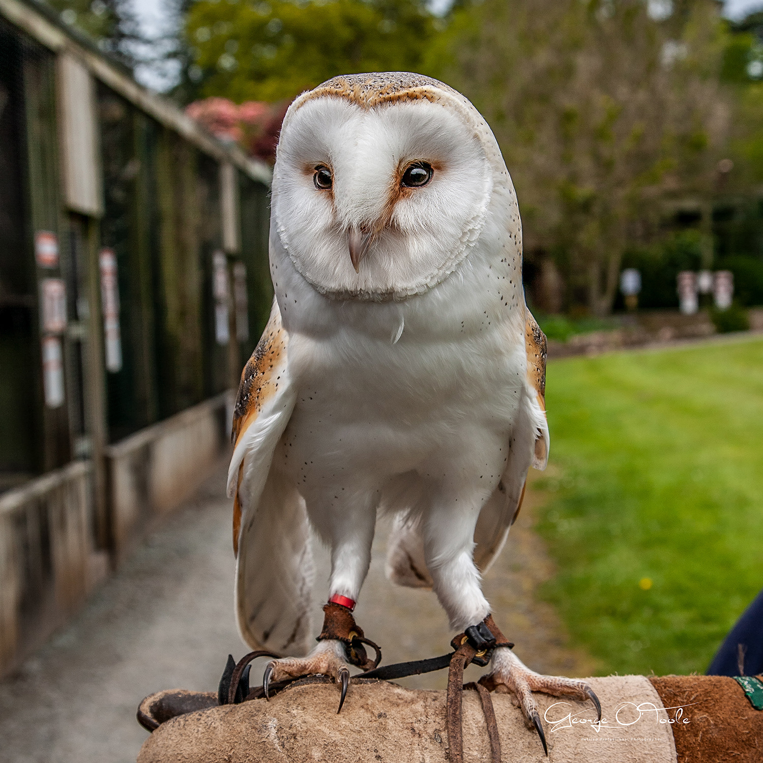 Barn Owl at The Owl Centre Muncaster