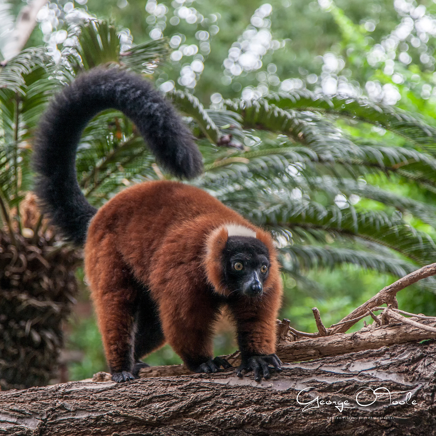 Red ruffed lemur Bioparc Fuengirola