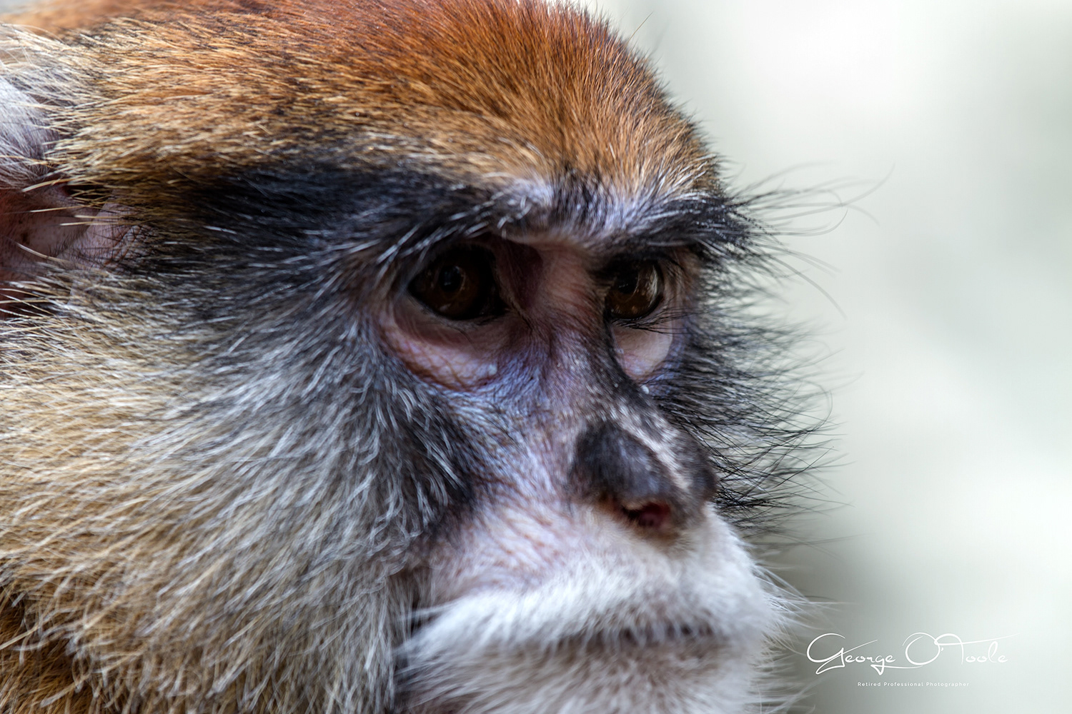 Monkey at Barcelona Zoo