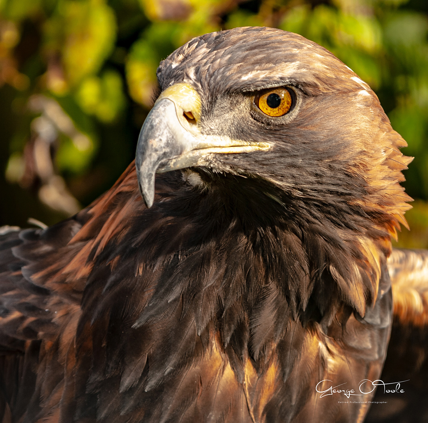 Giant Panda Edinburgh Zoo