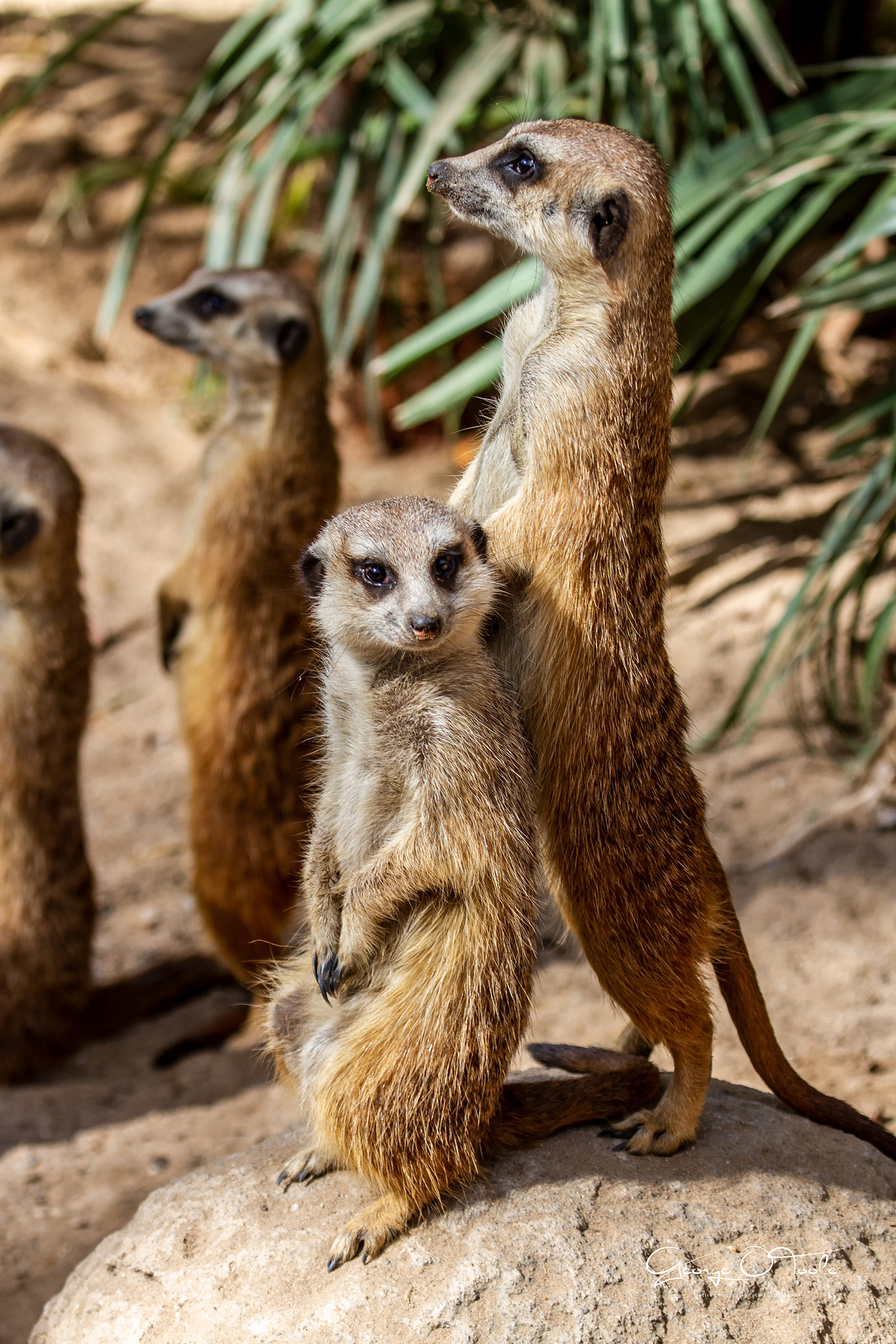 Meerkat at Barcelona Zoo