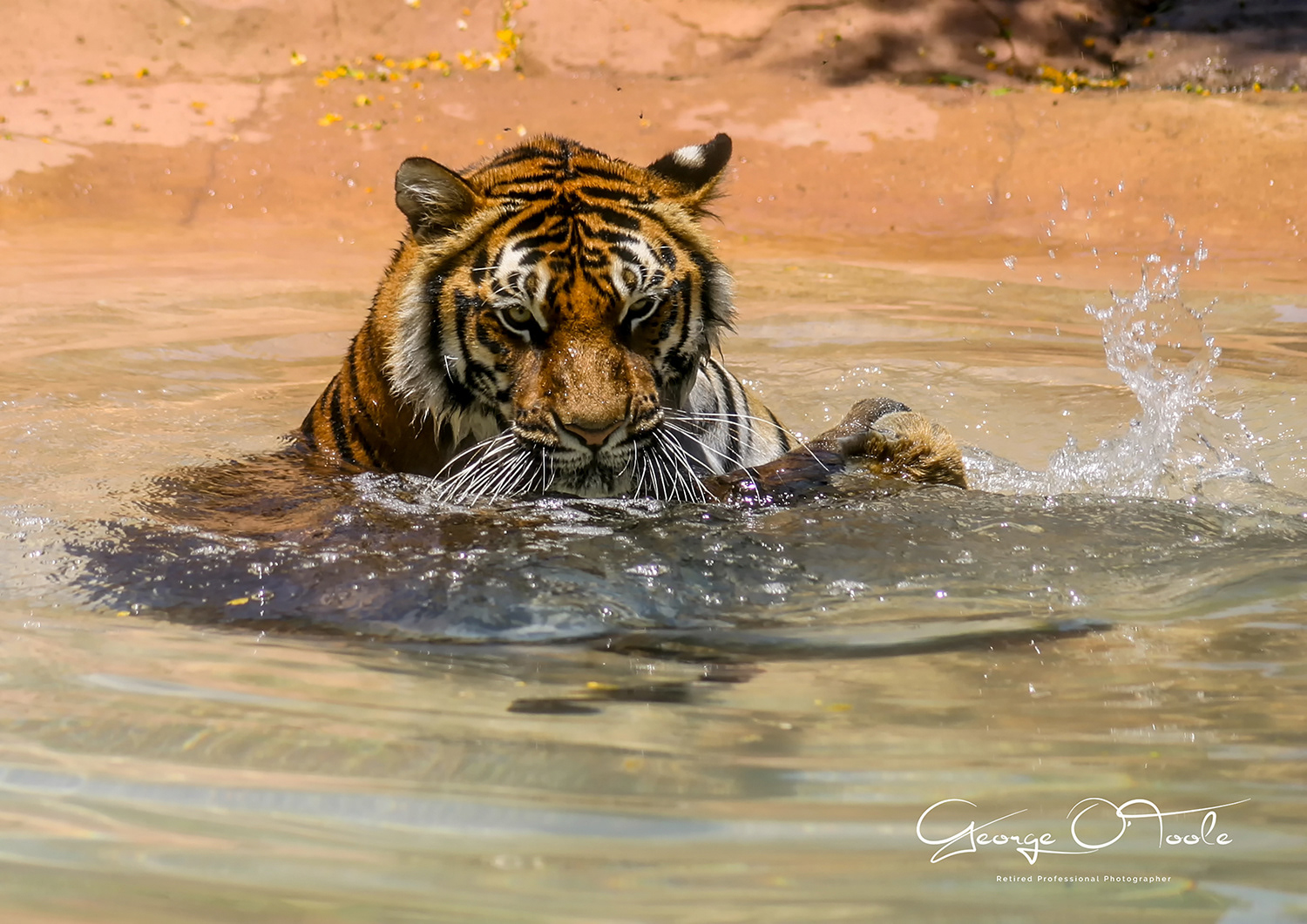 Tiger Loro Parque Tenerife