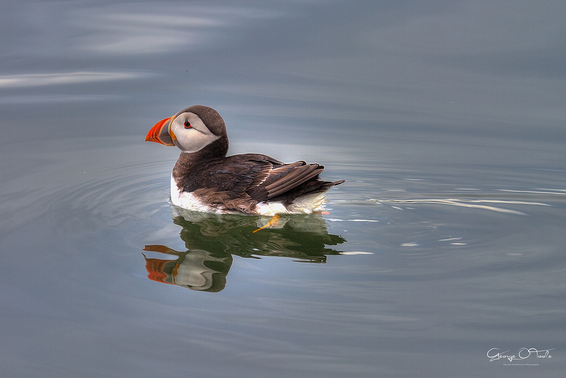Puffin