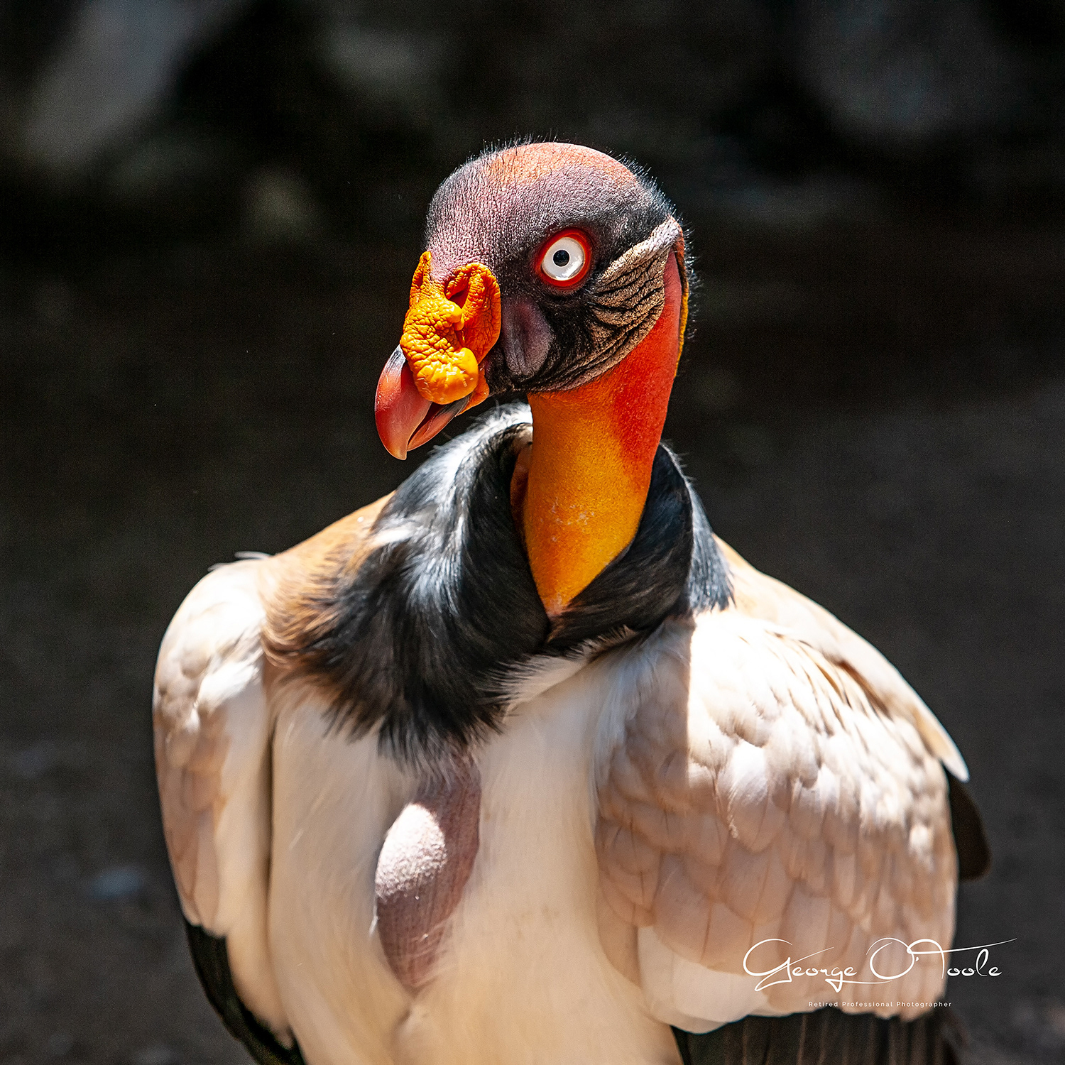 King Vulture Las-Aguilas Jungle Park Los Cristianos Tenerife