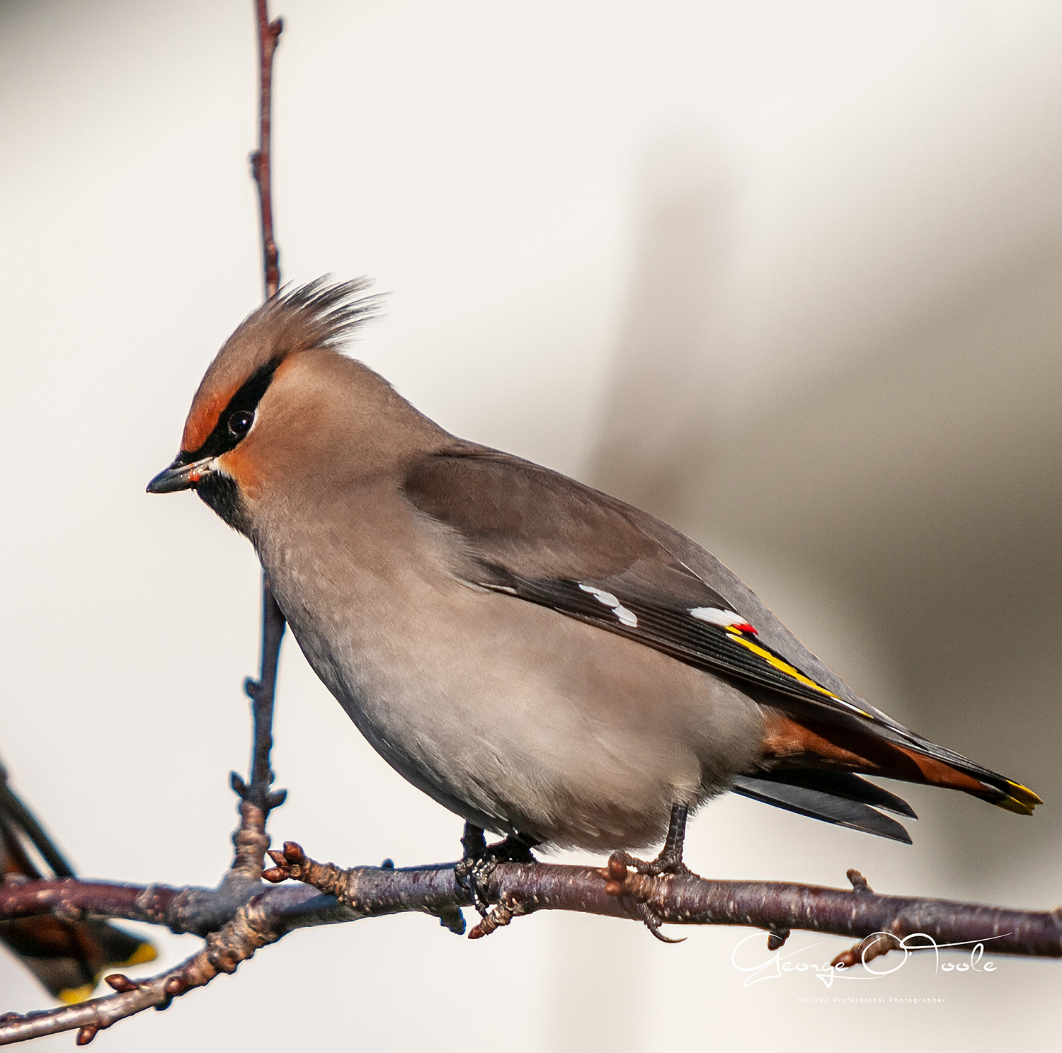 Waxwing