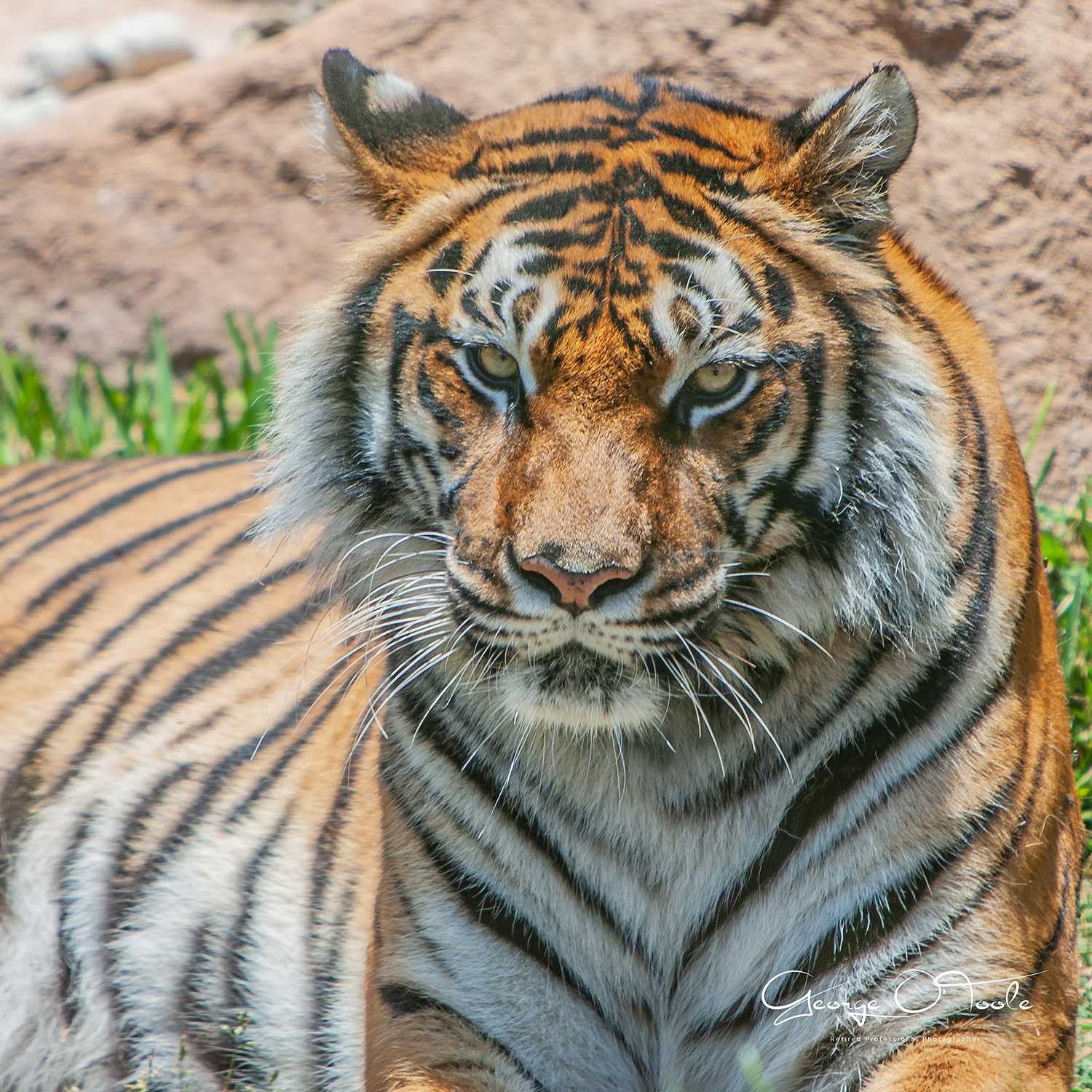 Tiger Loro Parque Tenerife