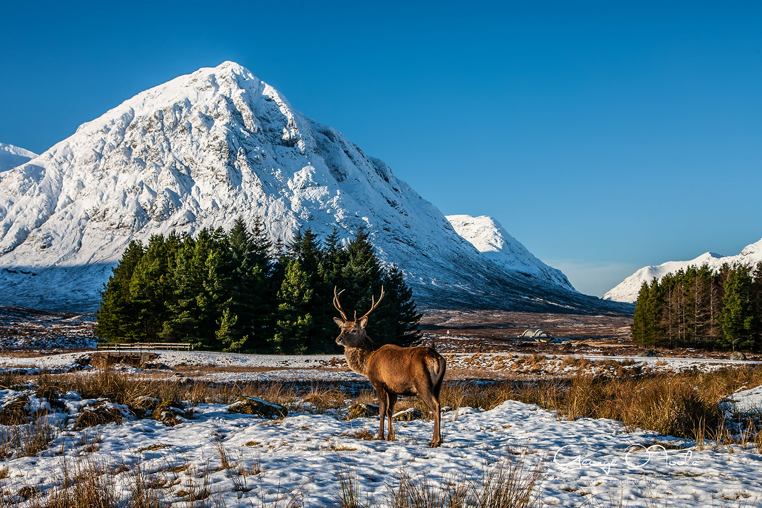 Kings House Deer Glencoe