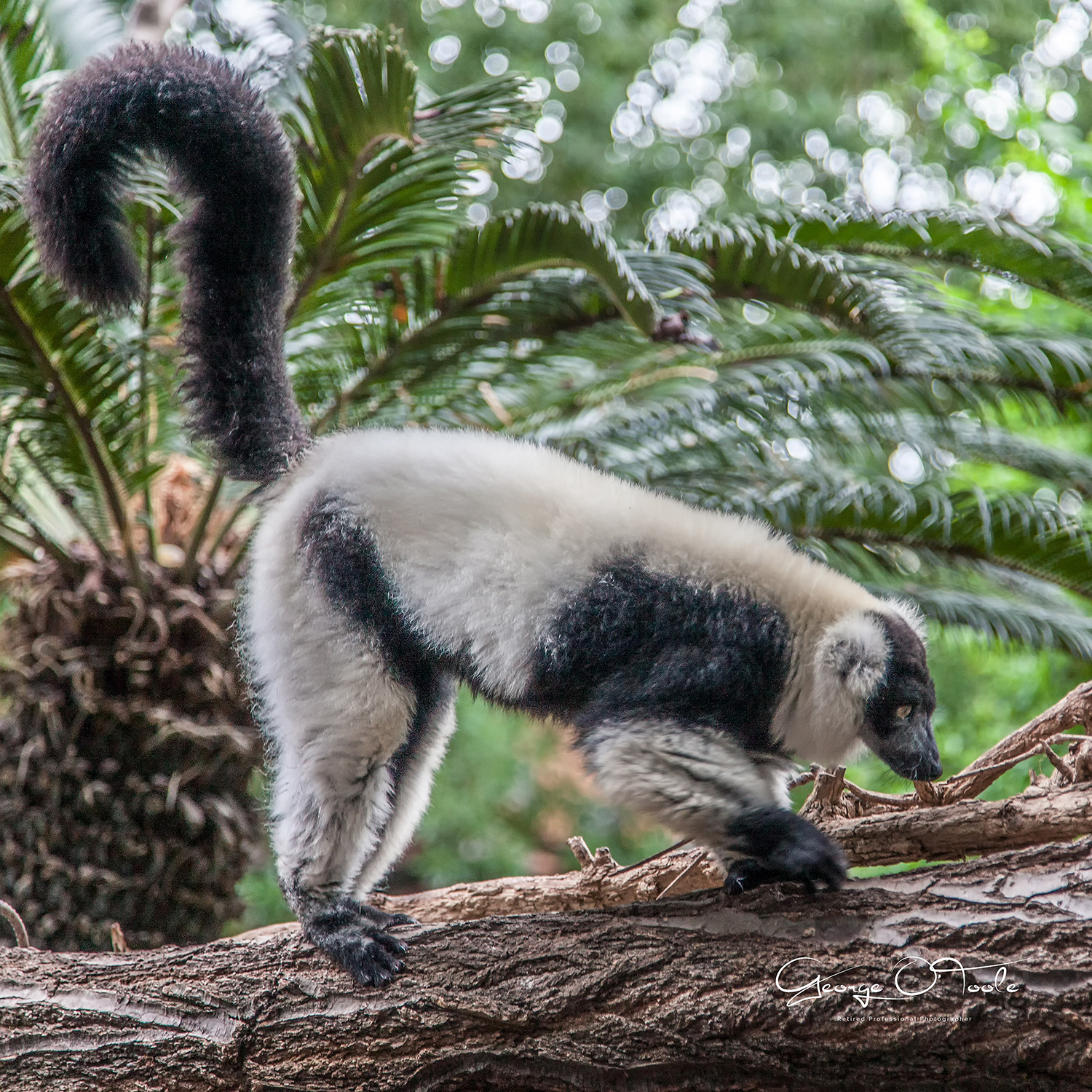 Indri Lemur Bioparc Fuengirola Spain