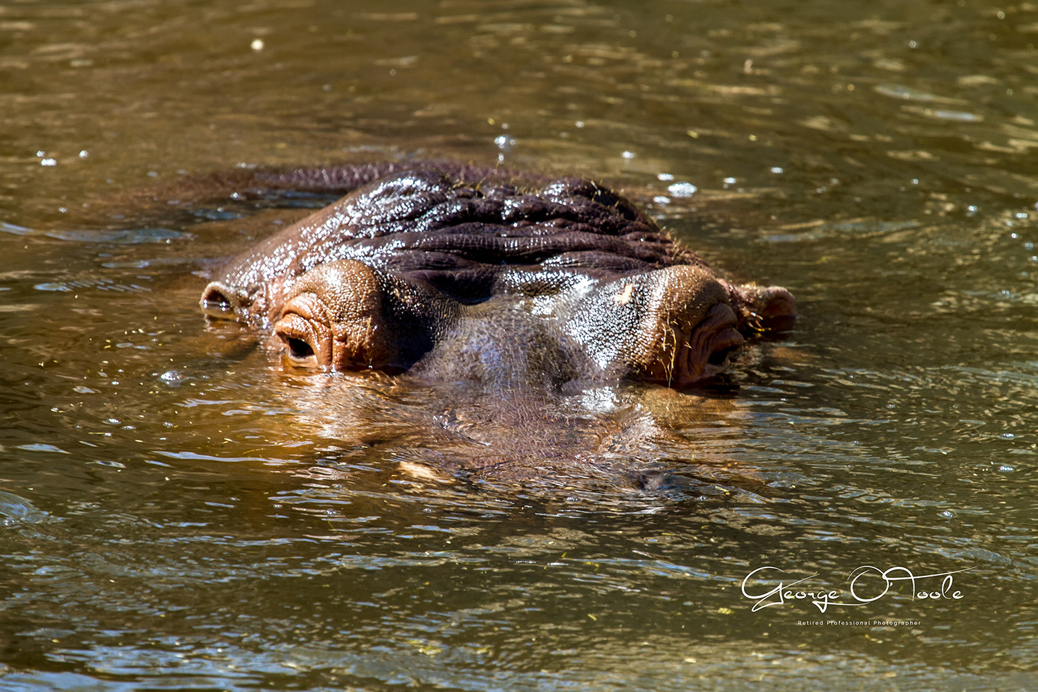 Common Hippopotamus Barcelona Zoo