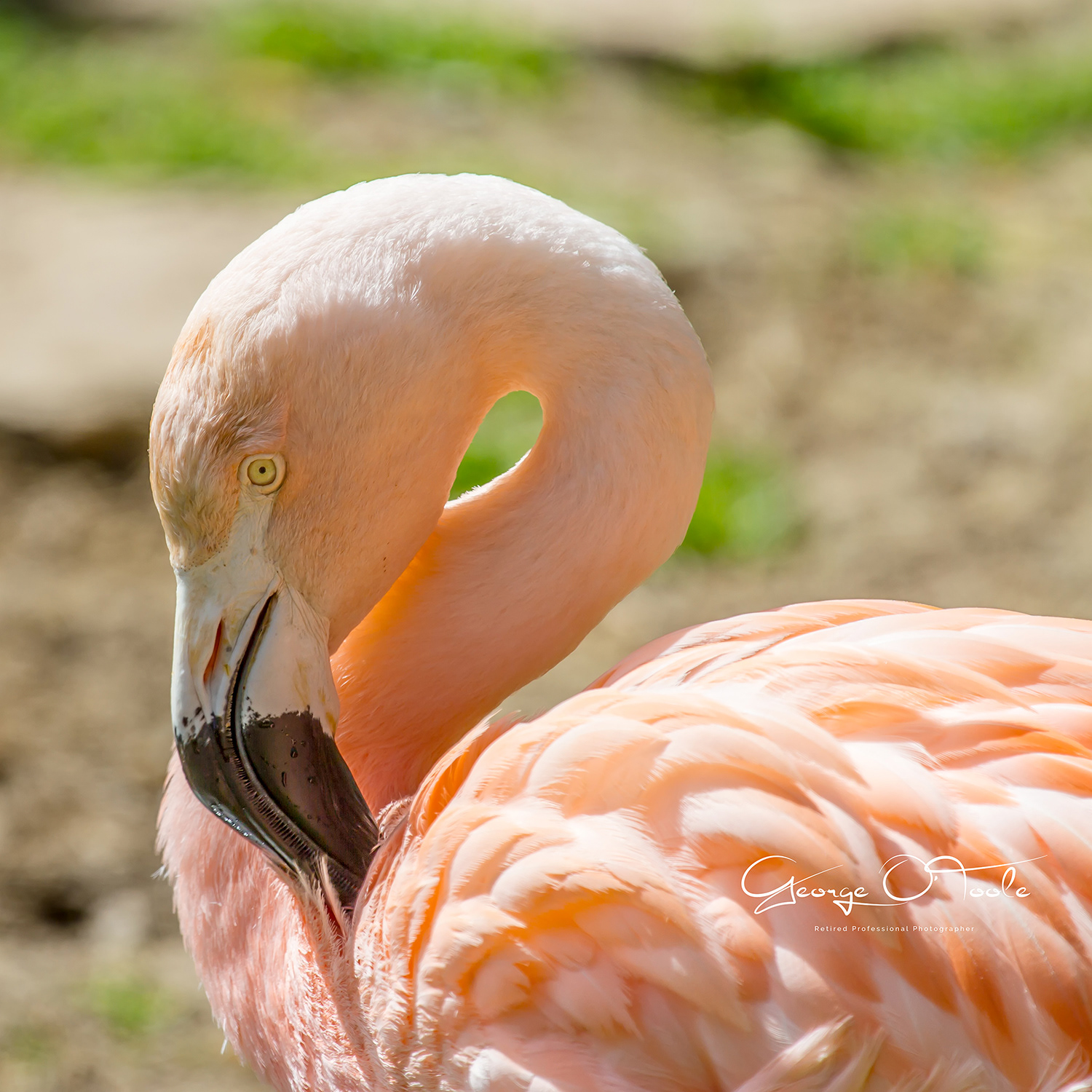 Flamingo at Barcelona Zoo