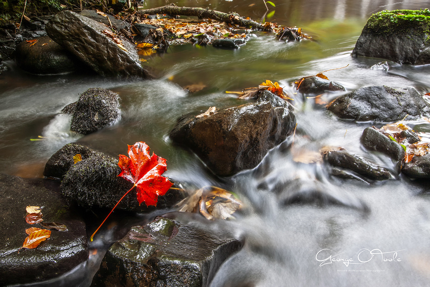 Murieston Water Almondvale & Calderwood Country Park 