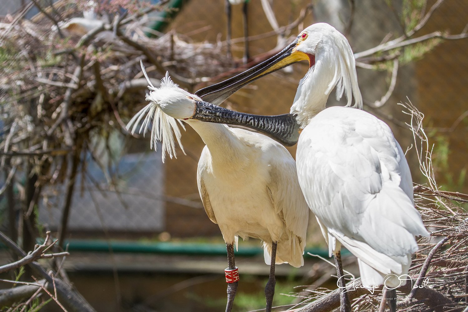 Eurasian Spoonbill Barcelona Zoo