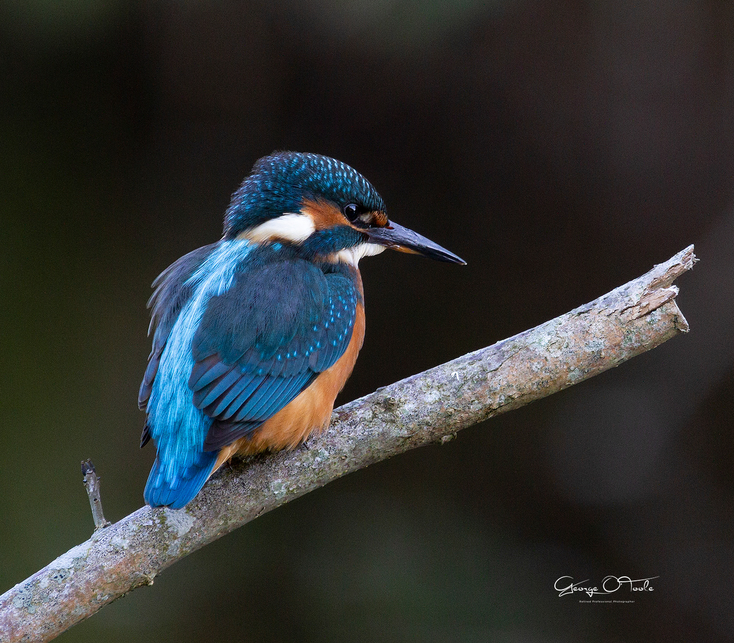 Kingfisher
