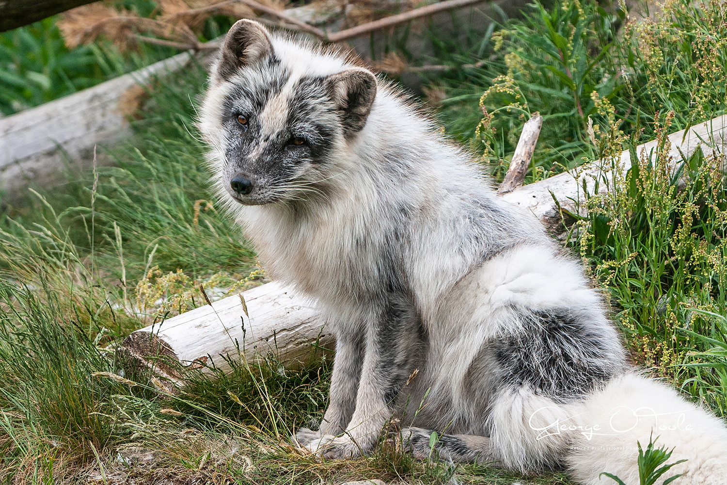 Arctic Fox Highland Wildlife Park Kincraig Kingussie