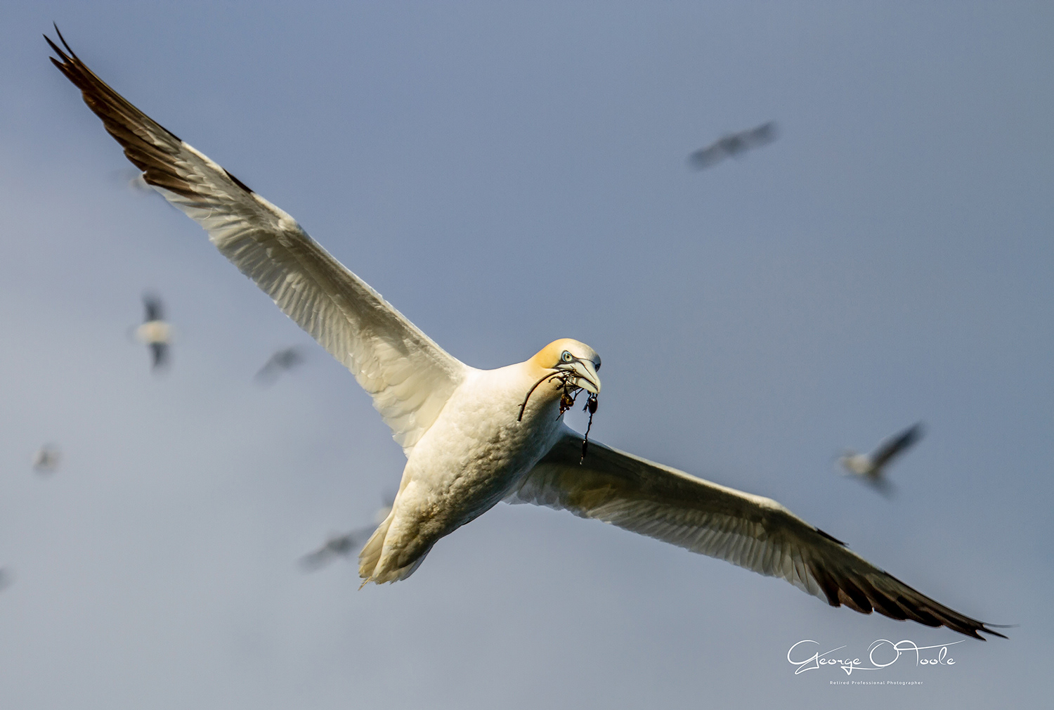 Bass Rock Gannet Bass Rock East Lothian