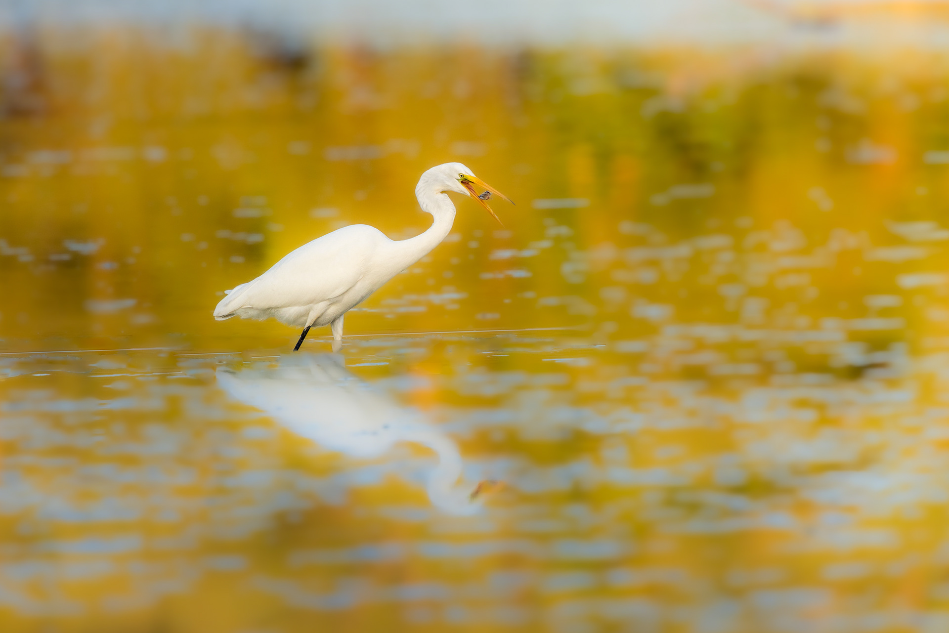 Great Egret @RougeRiverMarkham