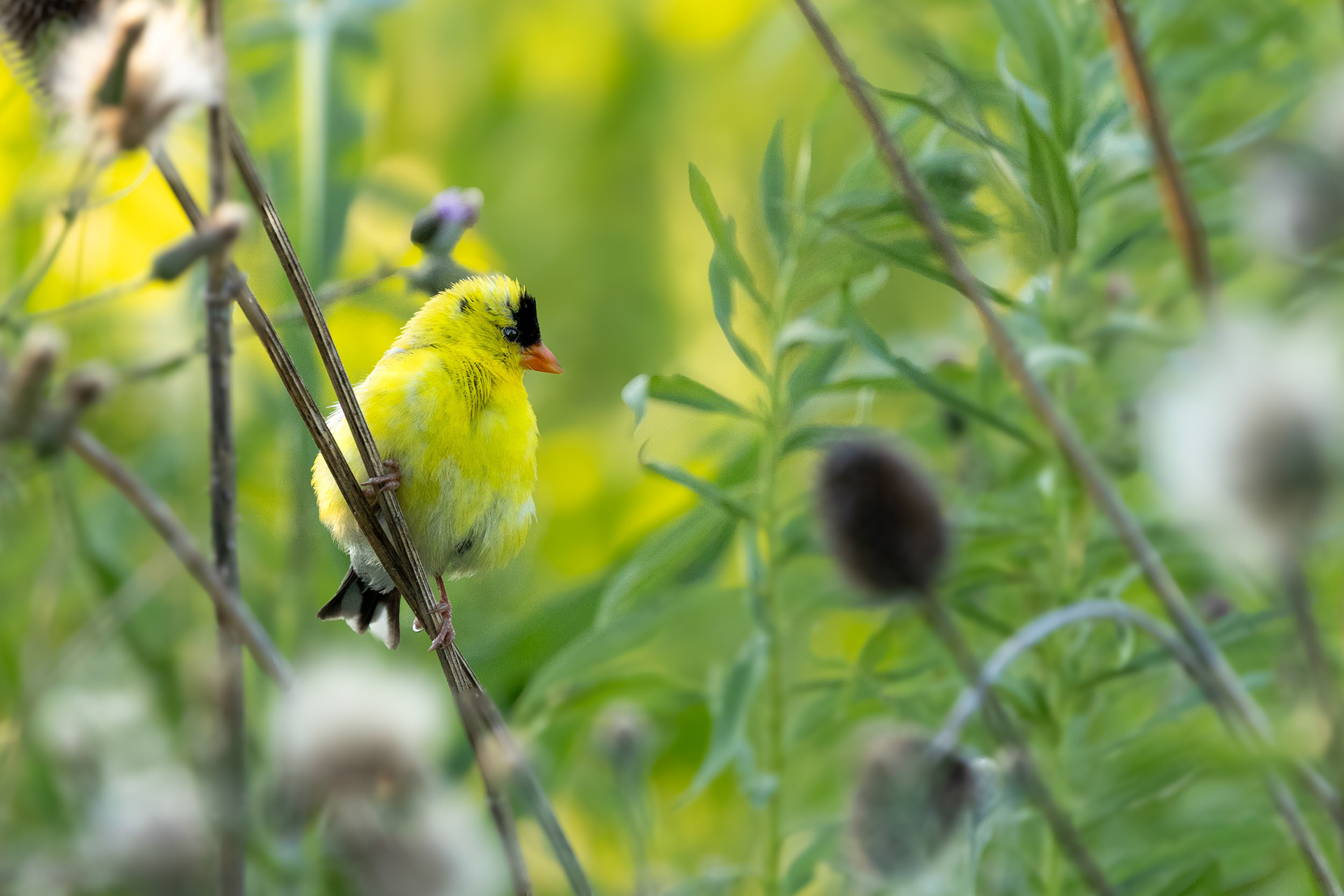 American Gold Finch @Colonel Samuel Smith Park